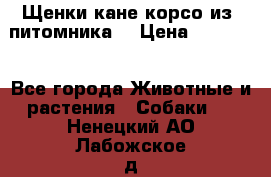 Щенки кане корсо из  питомника! › Цена ­ 65 000 - Все города Животные и растения » Собаки   . Ненецкий АО,Лабожское д.